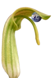 Wiki.png