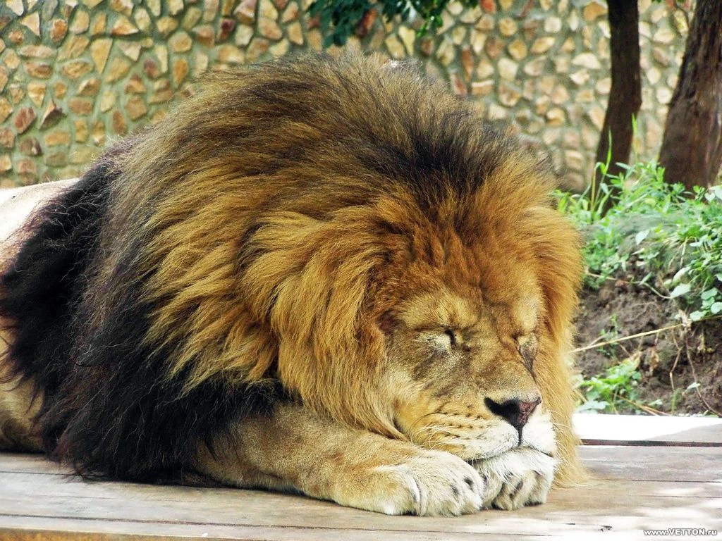 Sleeping_Lion_Wallpaper.jpg