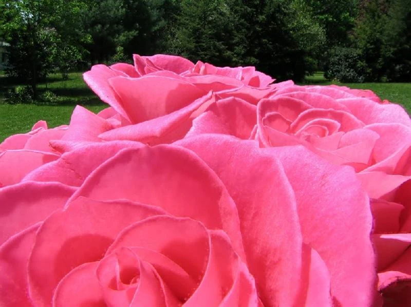 Image:Combined (Medium).JPG