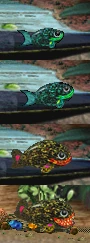 A Tiny Blue Fish becomes a Big Fish