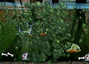 A group of piranhas enjoys a grisly meal.