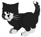Nooga the Cat