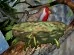 Robin in Nest