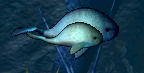 A pair of Kyutai Whales, a juvenile and a male adult.