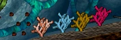 The four colors of multicoral and its seeds.