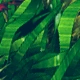 Liam's Current Avatar