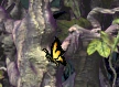 Inkras Butterfly