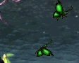 Lensis Butterfly
