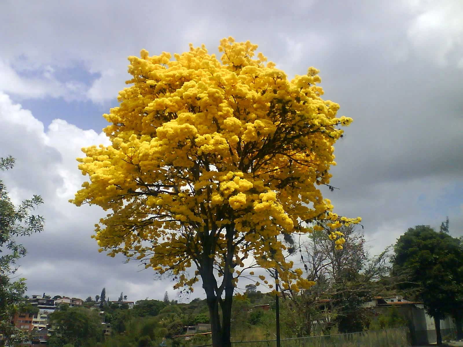 flora venezolana wikipedia