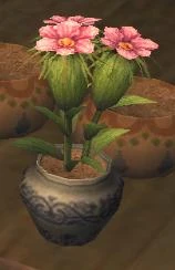 Grain seeds in bloom.