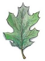 Symbol of Silvanus