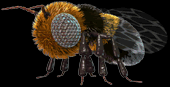 Abeille de C3
