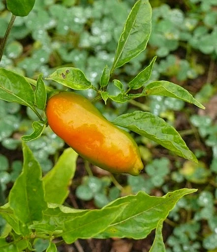 aji  pepper,aji pepper origin,aji pepper scoville,aji pepper dillmann,aji pepper seasonings,aji pepper seeds,aji pepper substitute,aji pepper sauce,aji pepper lobster soup,