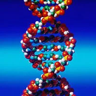 Y-DNA Model