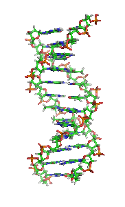 Animation of the structure of a section of DNA. The bases lie horizontally between the two spiraling strands. Large version