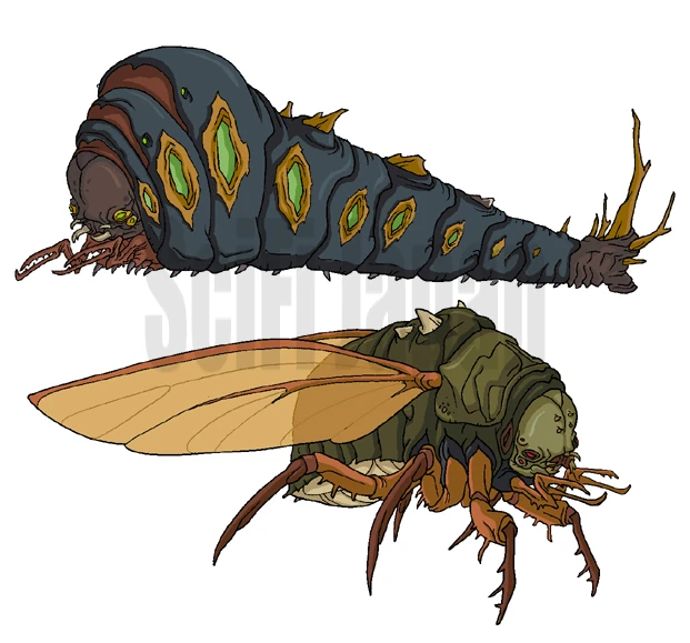 picture of cicada to color picture of cicada to color