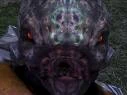 Face of a Minor Grunt in Halo 3.