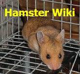 Wiki.png