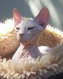 gatos kohonas