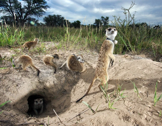 meerkat