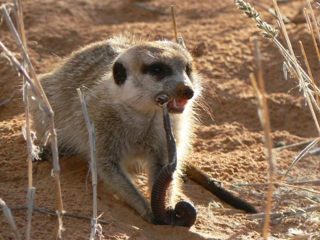 Meerkat_eating_a_millipede.jpg
