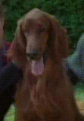 Mollie
