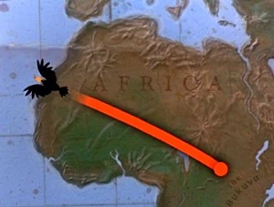 A bird flies over Africa in George of the Jungle.