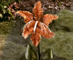 "If only her petals curled up a little more, she'd be all right."