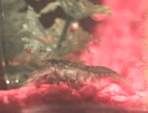 Toto in his native tank