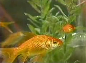 Lyle, Talbot, and others, thinking fishy thoughts