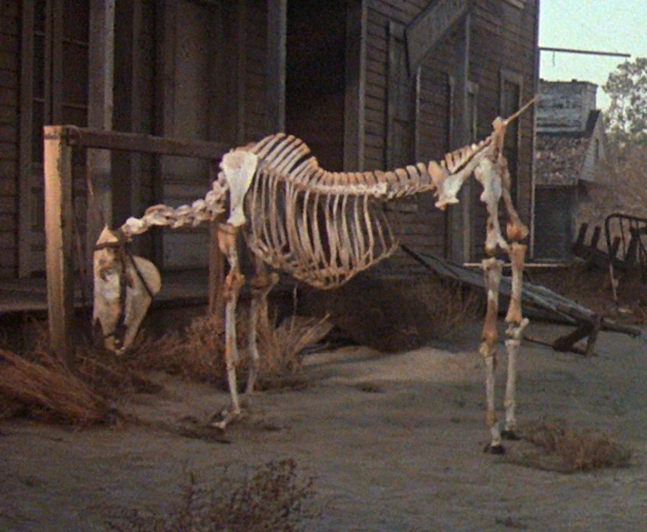 Skeletal horse, still in one piece
