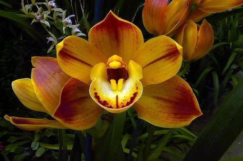 fresh green cymbidium orchids for sale