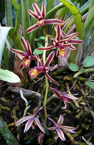 bicolor