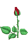 Image:rose.gif