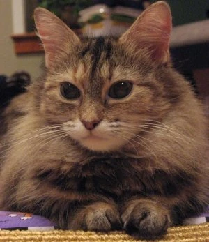 Charm City Kitty Chu. Photo: 01/15/07