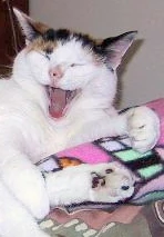 Case:Meow_Meow Jan-Feb 2007