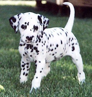 http://pffanon.wikia.com/wiki/Template:DalmatianBox