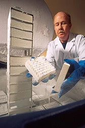 Human cells can be stored in liquid nitrogen