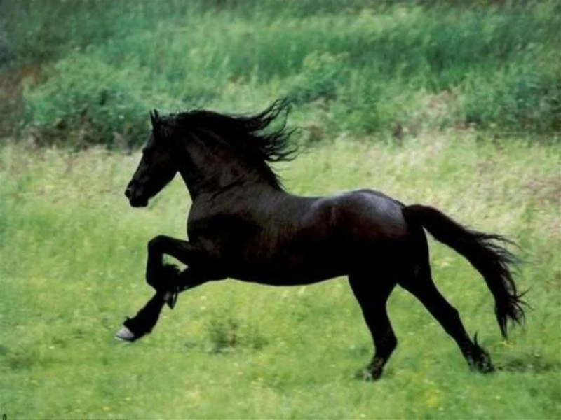 caballos salvajes wikipedia