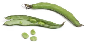 fava