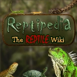 Wiki.png