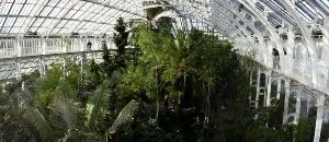 Interior of a green house at Kew Gardens, London