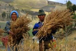 Certified Fair trade quinoa producers in Ecuador.