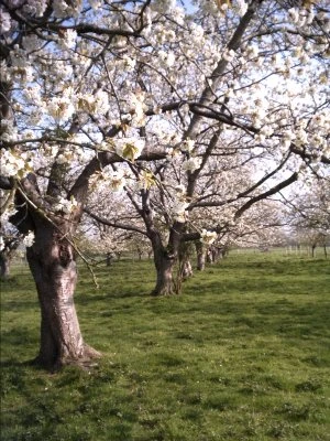 Macey's Meadow Community orchards, West Malling, Kent, April. Photo credit: Philralph