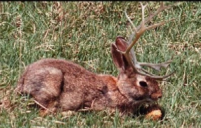 jim beam jackalope decanter for sale