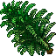 Tower_Fern.gif