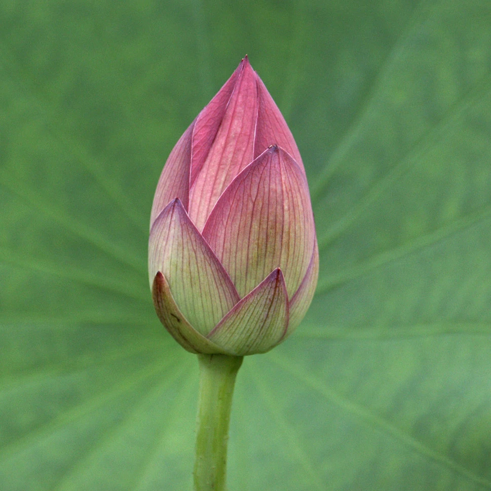 Image:Example.jpg