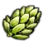 Ombelle de houblon