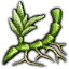 Rhizome d'ékinoppe