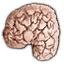 Cerveau de noyeur